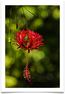 Spider Hibiscus.  Hanoi. Vietnam - Richard Nicholls
